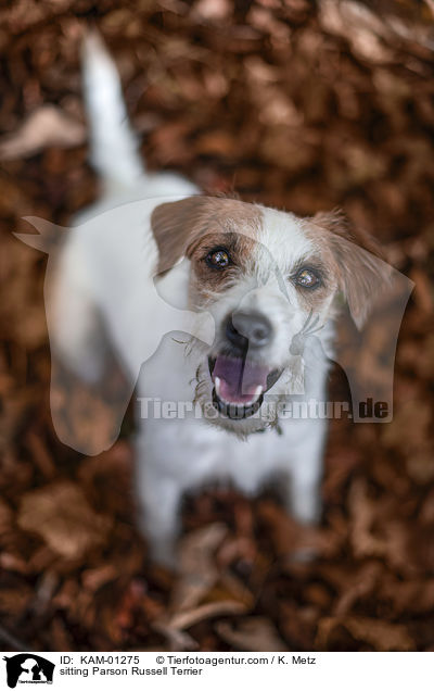 sitting Parson Russell Terrier / KAM-01275
