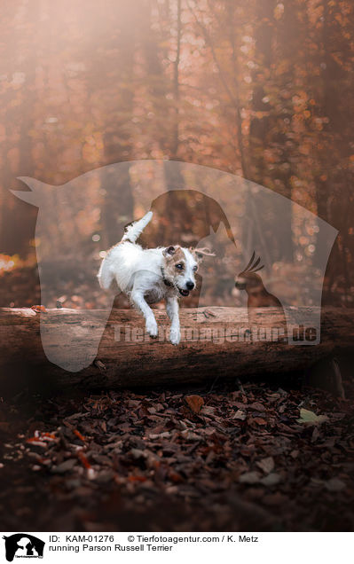 rennender Parson Russell Terrier / running Parson Russell Terrier / KAM-01276