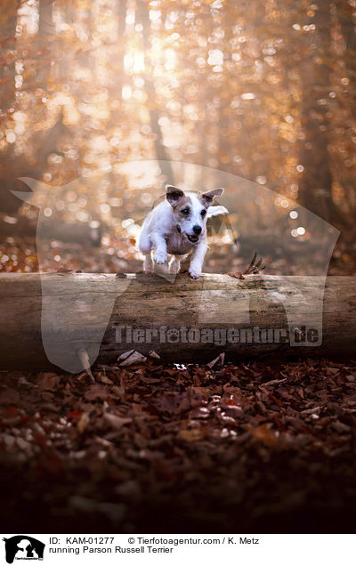 rennender Parson Russell Terrier / running Parson Russell Terrier / KAM-01277