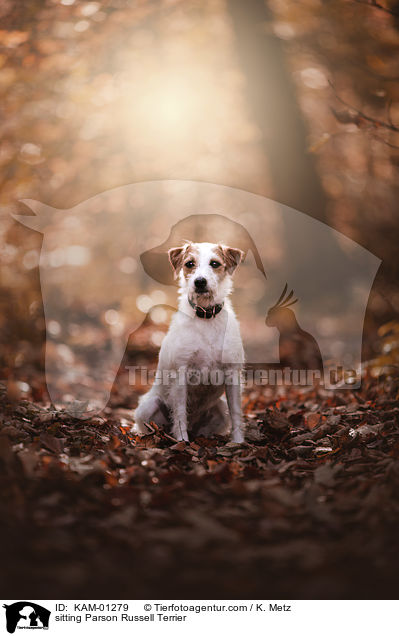 sitting Parson Russell Terrier / KAM-01279