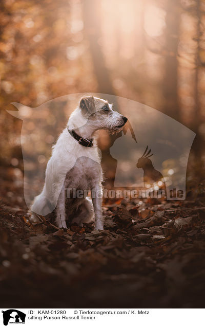 sitzender Parson Russell Terrier / sitting Parson Russell Terrier / KAM-01280