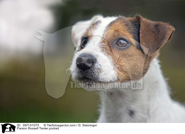 Parson Russell Terrier Portrait / Parson Russell Terrier portrait / DST-01070