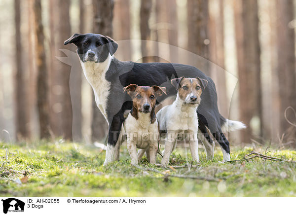 3 Dogs / AH-02055