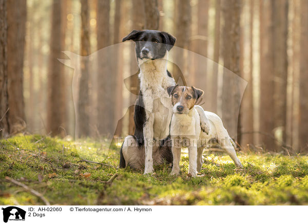 2 Hunde / 2 Dogs / AH-02060
