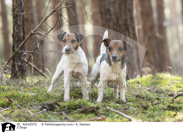 2 Hunde / 2 Dogs / AH-02072