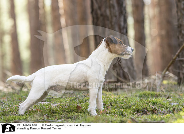 standing Parson Russell Terrier / AH-02180