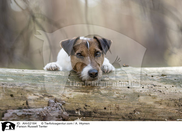Parson Russell Terrier / Parson Russell Terrier / AH-02184