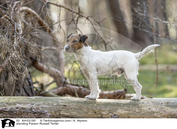 standing Parson Russell Terrier / AH-02185