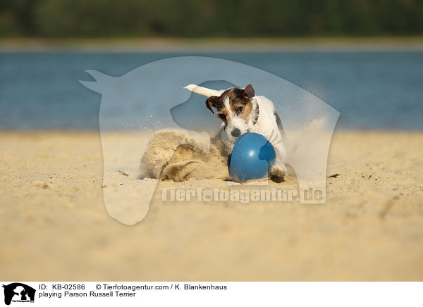 playing Parson Russell Terrier / KB-02586