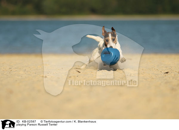 playing Parson Russell Terrier / KB-02587