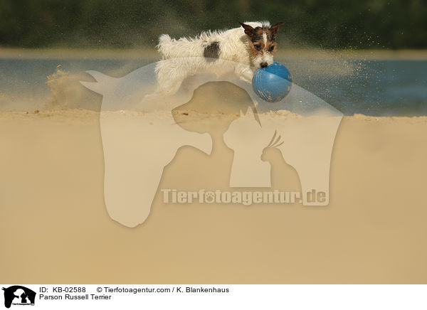 Parson Russell Terrier / KB-02588