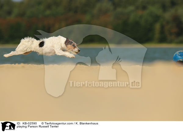 spielender Parson Russell Terrier / playing Parson Russell Terrier / KB-02590