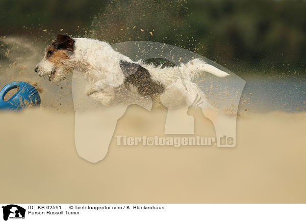Parson Russell Terrier / KB-02591