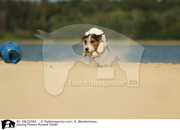 playing Parson Russell Terrier / KB-02592