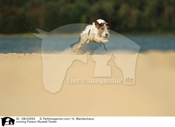 running Parson Russell Terrier / KB-02594