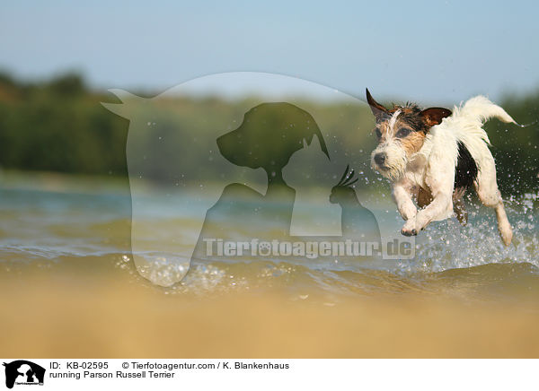 running Parson Russell Terrier / KB-02595
