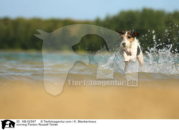 running Parson Russell Terrier / KB-02597