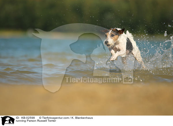 running Parson Russell Terrier / KB-02598