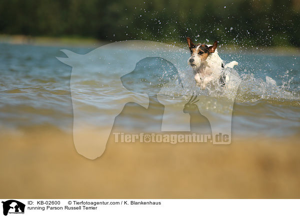 running Parson Russell Terrier / KB-02600