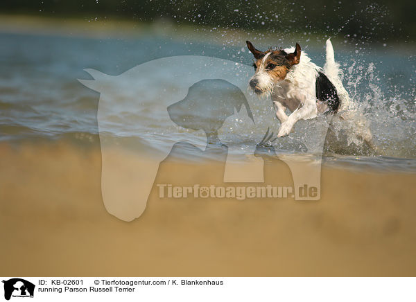 running Parson Russell Terrier / KB-02601