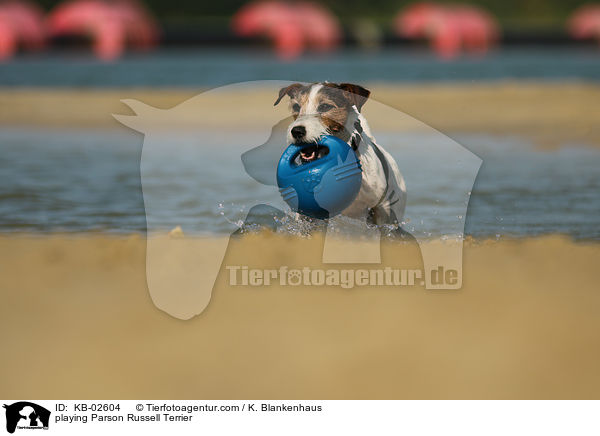 playing Parson Russell Terrier / KB-02604
