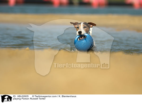 playing Parson Russell Terrier / KB-02605