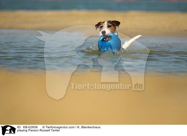 playing Parson Russell Terrier / KB-02608