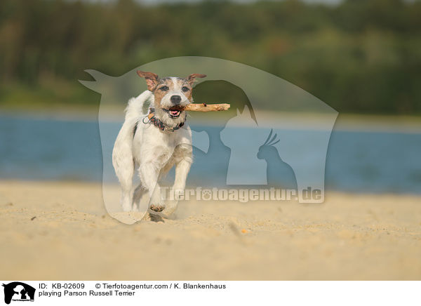 playing Parson Russell Terrier / KB-02609
