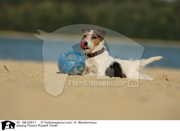 playing Parson Russell Terrier / KB-02611