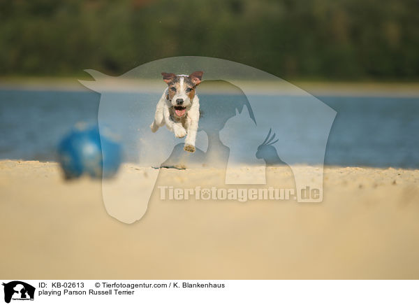 playing Parson Russell Terrier / KB-02613