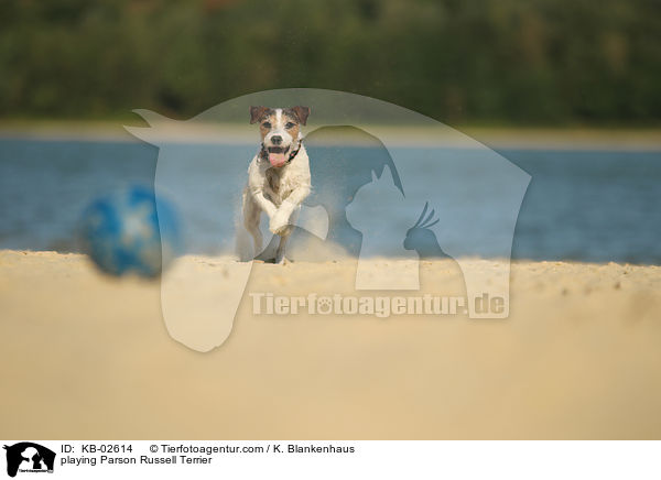 playing Parson Russell Terrier / KB-02614