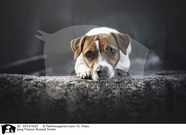 lying Parson Russell Terrier / KFI-01625