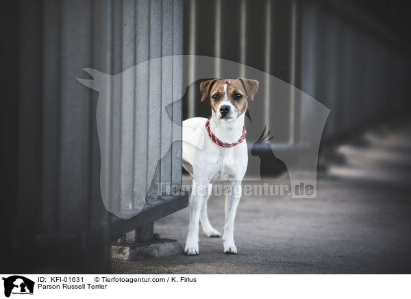 Parson Russell Terrier / KFI-01631