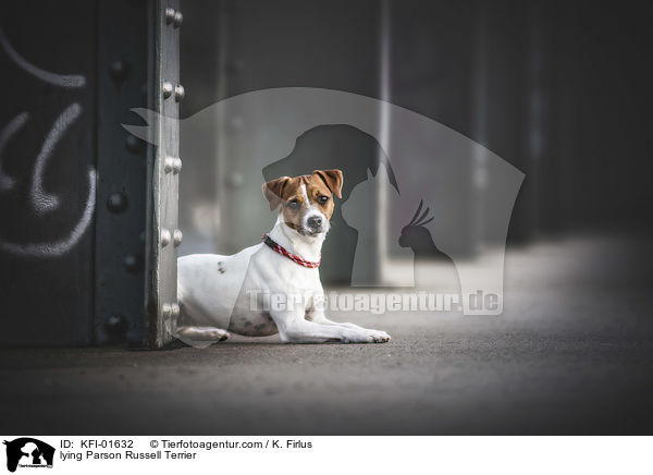 lying Parson Russell Terrier / KFI-01632