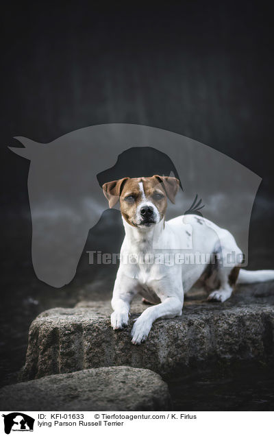 lying Parson Russell Terrier / KFI-01633