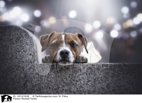 Parson Russell Terrier / KFI-01636