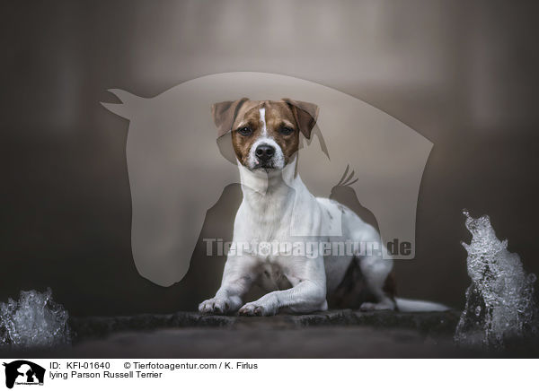 lying Parson Russell Terrier / KFI-01640