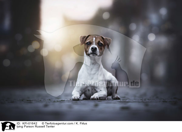 liegender Parson Russell Terrier / lying Parson Russell Terrier / KFI-01642