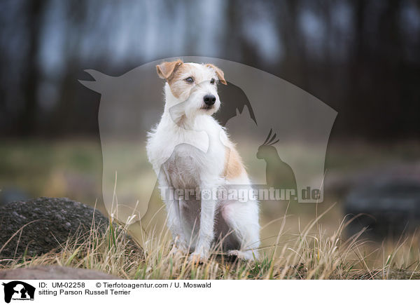 sitting Parson Russell Terrier / UM-02258