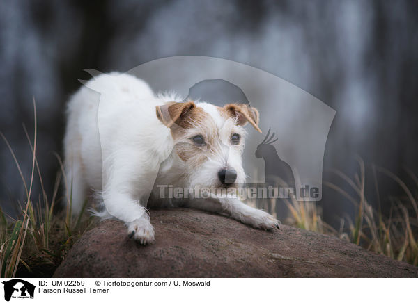 Parson Russell Terrier / UM-02259