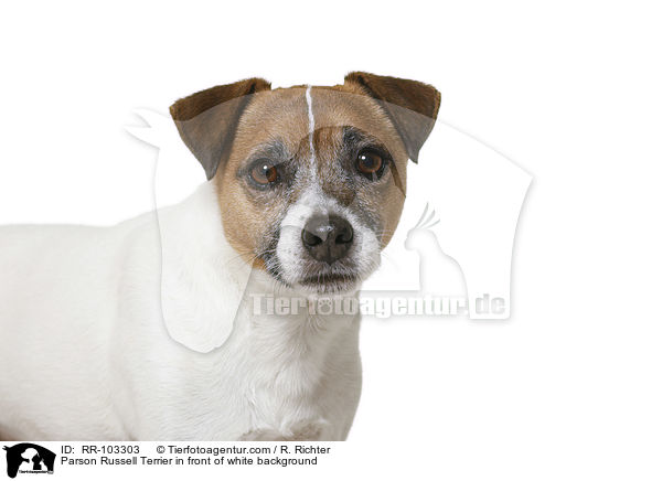 Parson Russell Terrier in front of white background / RR-103303
