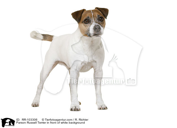 Parson Russell Terrier in front of white background / RR-103306