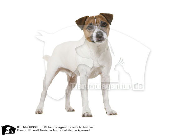 Parson Russell Terrier vor weiem Hintergrund / Parson Russell Terrier in front of white background / RR-103308
