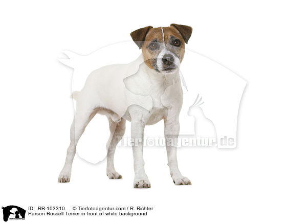 Parson Russell Terrier in front of white background / RR-103310