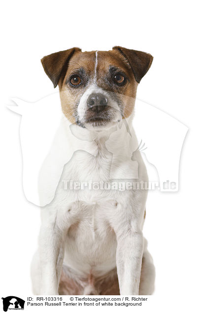 Parson Russell Terrier in front of white background / RR-103316