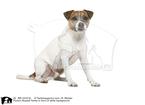 Parson Russell Terrier in front of white background / RR-103318