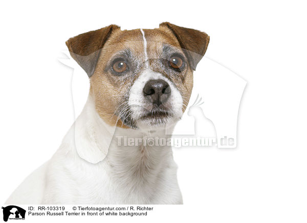 Parson Russell Terrier in front of white background / RR-103319