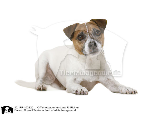 Parson Russell Terrier in front of white background / RR-103320
