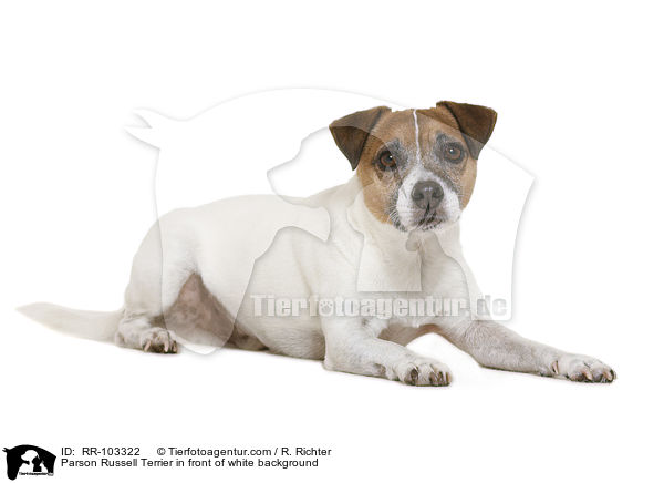 Parson Russell Terrier in front of white background / RR-103322