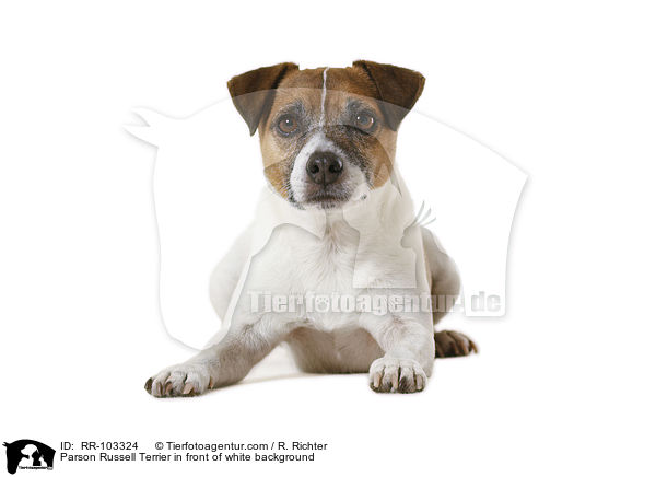 Parson Russell Terrier in front of white background / RR-103324